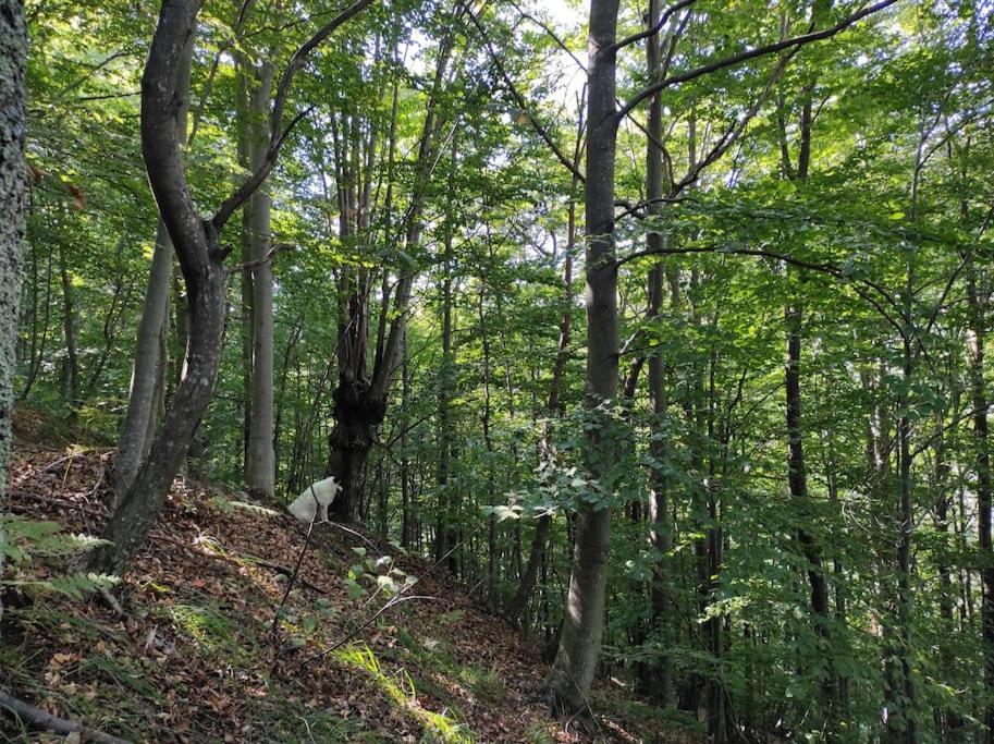 Casa Del Cios Calda E Intima Casetta Immersa Nel Verde Delle Montagne Alpe Basciumo Екстер'єр фото